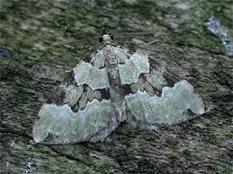 Attēlu rezultāti vaicājumam “Colostygia pectinataria male”