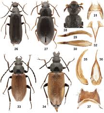Attēlu rezultāti vaicājumam “Alleculidae”