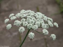 Attēlu rezultāti vaicājumam “Laserpitium latifolium leaf”