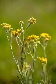 Attēlu rezultāti vaicājumam “Artemisia absinthium flower”