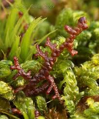 Attēlu rezultāti vaicājumam “Frullania tamarisci”