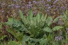 Attēlu rezultāti vaicājumam “Verbascum densiflorum leaf”