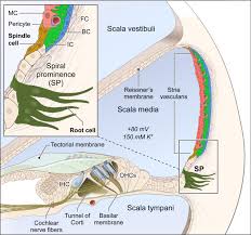 Attēlu rezultāti vaicājumam “Perichaena corticalis sessile”