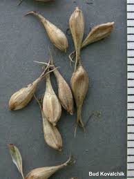 Attēlu rezultāti vaicājumam “Carex atherodes”