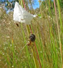 Attēlu rezultāti vaicājumam “Belbodamaeus sp.”