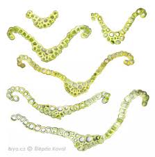 Attēlu rezultāti vaicājumam “Dicranella varia”