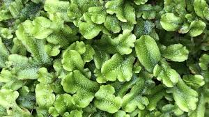 Attēlu rezultāti vaicājumam “Conocephalum”