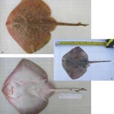 Image result for Raja polystigma