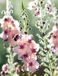 Attēlu rezultāti vaicājumam “Verbascum”
