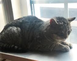 Image result for cat found