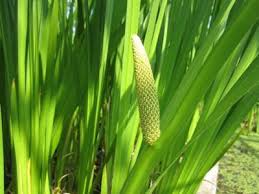 Image result for Acorus calamus