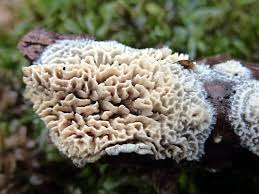 Attēlu rezultāti vaicājumam “Schizopora paradoxa”