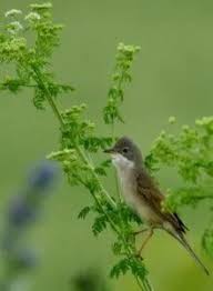 Attēlu rezultāti vaicājumam “Sylvia communis adult”