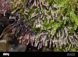 Attēlu rezultāti vaicājumam “Stemonitopsis typhina young”