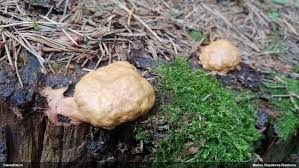 Attēlu rezultāti vaicājumam “Fuligo luteonitens”