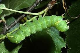 Attēlu rezultāti vaicājumam “Brachionycha nubeculosa”
