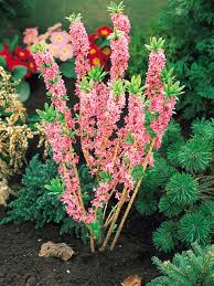 Attēlu rezultāti vaicājumam “Daphne mezereum flower”