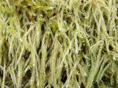 Attēlu rezultāti vaicājumam “Brachythecium albicans”