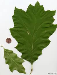 Attēlu rezultāti vaicājumam “Quercus rubra leaf”