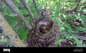 Attēlu rezultāti vaicājumam “Turdus philomelos nest”
