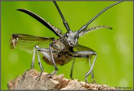 Attēlu rezultāti vaicājumam “Monochamus urussovi”