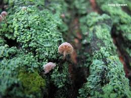 Attēlu rezultāti vaicājumam “Mycena pseudocorticola”