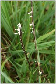 Attēlu rezultāti vaicājumam “Nardus stricta flower”