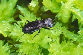 Attēlu rezultāti vaicājumam “Notiophilus palustris”