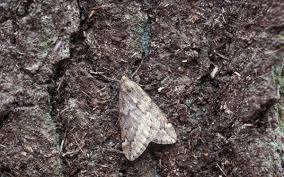 Attēlu rezultāti vaicājumam “Alsophila aescularia”