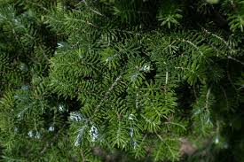 Attēlu rezultāti vaicājumam “Abies sibirica”