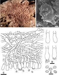 Attēlu rezultāti vaicājumam “Trechispora mollusca”