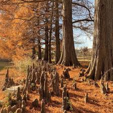 Attēlu rezultāti vaicājumam “Taxodium distichum”