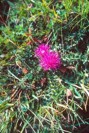 Attēlu rezultāti vaicājumam “Cirsium acaule leaf”