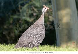 Attēlu rezultāti vaicājumam “Numida meleagris”