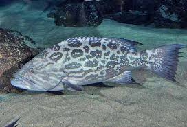 Image result for Mycteroperca olfax