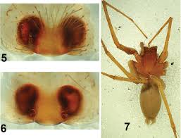 Attēlu rezultāti vaicājumam “Tegenaria sp.”