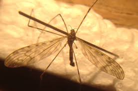 Attēlu rezultāti vaicājumam “Limoniidae”