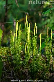 Attēlu rezultāti vaicājumam “Lycopodium annotinum”