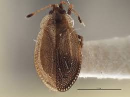 Attēlu rezultāti vaicājumam “Acalypta carinata”