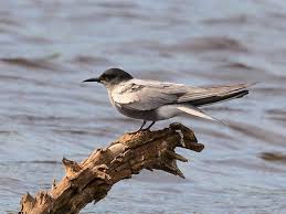 Attēlu rezultāti vaicājumam “Chlidonias niger”