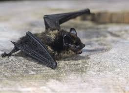 Attēlu rezultāti vaicājumam “Eptesicus nilssonii”