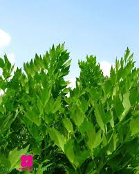 Attēlu rezultāti vaicājumam “Levisticum officinale leaf”