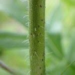 Attēlu rezultāti vaicājumam “Knautia arvensis fruit”