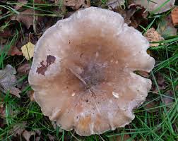Attēlu rezultāti vaicājumam “Clitocybe nebularis”