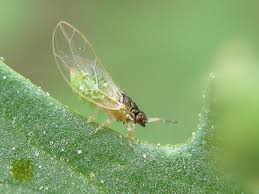 Attēlu rezultāti vaicājumam “Trioza dispar”