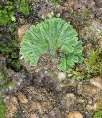 Attēlu rezultāti vaicājumam “Riccia rhenana”