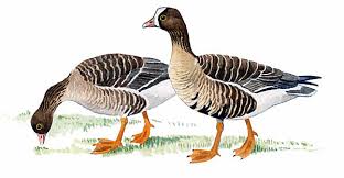 Attēlu rezultāti vaicājumam “Anser anser juvenile”