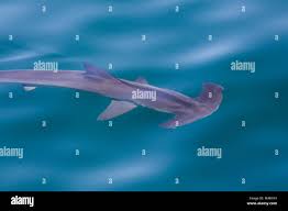 Image result for Sphyrna