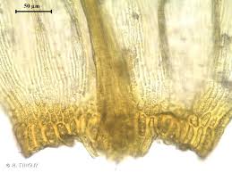Attēlu rezultāti vaicājumam “Palustriella falcata”