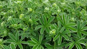 Attēlu rezultāti vaicājumam “Trichia alpina”